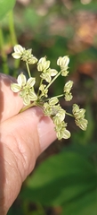 Thaspium trifoliatum