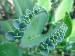 Kalanchoe laetivirens