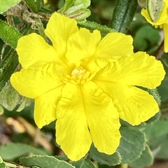 Hibbertia furfuracea