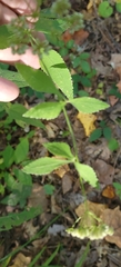 Thaspium trifoliatum