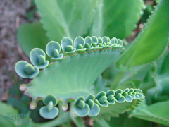 Kalanchoe laetivirens