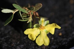 Hibbertia araneolifera
