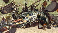 Panulirus versicolor