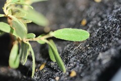 Hibbertia araneolifera