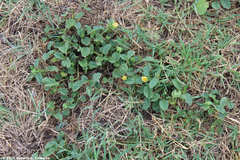 Rhynchosida physocalyx