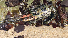 Panulirus versicolor