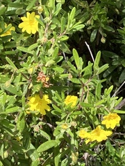 Hibbertia furfuracea