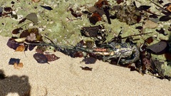 Panulirus versicolor