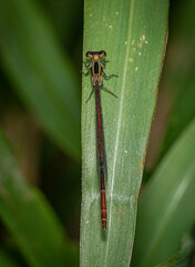 Argiocnemis rubescens