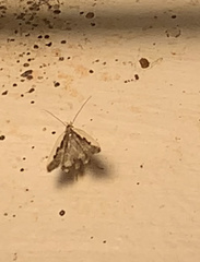 Dichomeris serrativittella