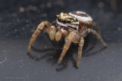 Pelegrina pervaga