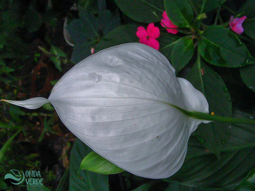 Image of Spathiphyllum wallisii by (c) Diogo Luiz, some rights reserved (CC BY)