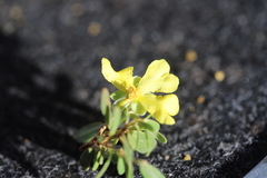 Hibbertia araneolifera