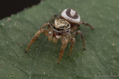 Pelegrina pervaga