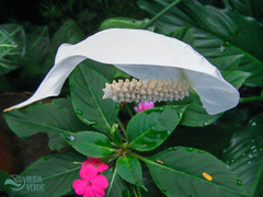 Spathiphyllum