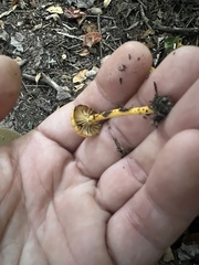 Gliophorus