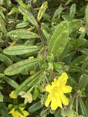 Hibbertia furfuracea