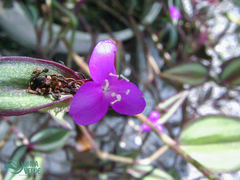 Tradescantia zebrina