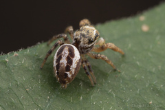 Pelegrina pervaga
