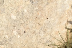 Campsicnemus philoctetes