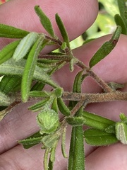 Hibbertia furfuracea