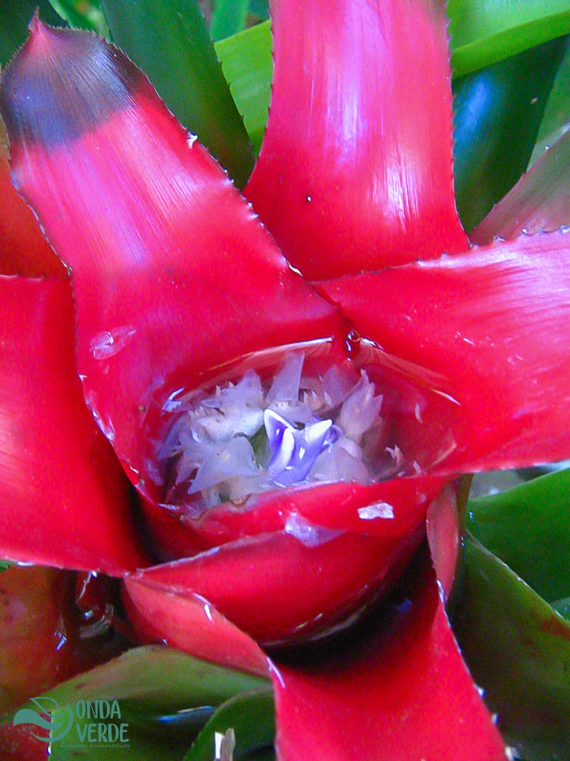 Neoregelia carolinae