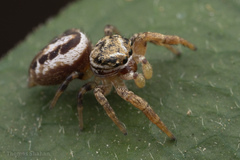 Pelegrina pervaga