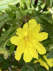 Hibbertia furfuracea