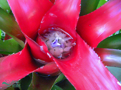 Neoregelia carolinae