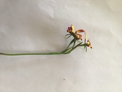 Diuris orientis