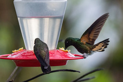 Boissonneaua flavescens