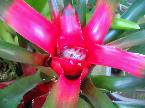 Neoregelia carolinae