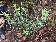 Pimelea ligustrina