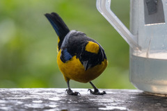 Anisognathus somptuosus