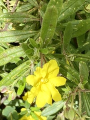 Hibbertia furfuracea