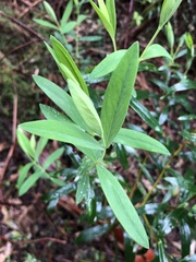 Pimelea ligustrina