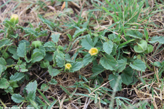 Rhynchosida physocalyx