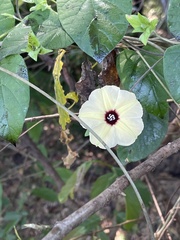 Hewittia malabarica