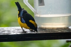 Anisognathus somptuosus