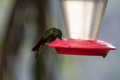 Boissonneaua flavescens