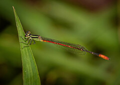 Argiocnemis rubescens