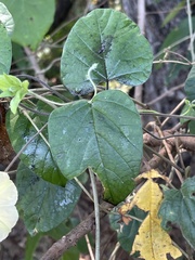 Hewittia malabarica
