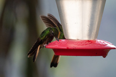 Boissonneaua flavescens