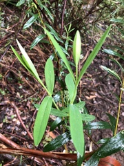 Pimelea ligustrina