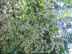 Begonia huegelii