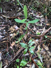 Pimelea ligustrina