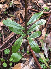 Pimelea ligustrina