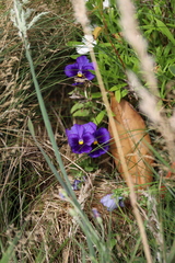 Viola × wittrockiana