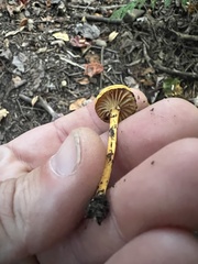 Gliophorus
