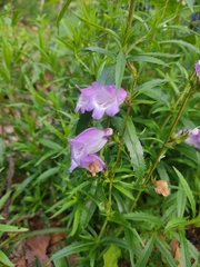 Penstemon campanulatus